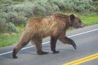 33-grizzly_bear_crossing_the_road_in_front_of_us