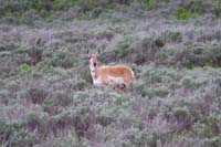 35-pronghorn_antelope