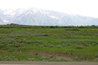 36-group_of_elk_hanging_out_in_a_field