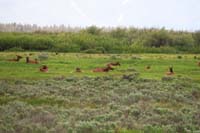 37-zoom_of_group_of_elk_hanging_out_in_a_field