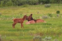 39-adult_elks_and_calf