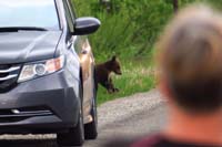 43-blurry_zoom_view_of_grizzly_cub