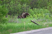 44-grizzly_bear_and_cub_made_it_safely_into_the_woods
