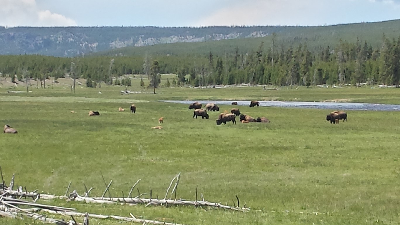 47-bison_herd-Kenny's_picture