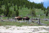 06-bison_in_Midway_Geyser_Basin_area