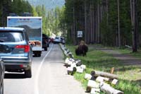 22-bison_jam-bison_being_a_bison_while_traffic_slowly_drives_by