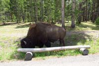 23-bison_on_the_side_of_the_road_as_we_passed_by