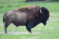 24-bison_seen_on_Fountain_Flat_Drive
