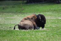 25-bison_sitting_down