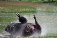 27-bison_rolling_in_the_dirt01