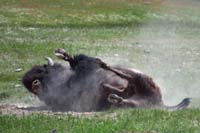 28-bison_rolling_in_the_dirt02
