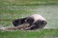 29-bison_rolling_in_the_dirt03