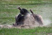 31-bison_rolling_in_the_dirt05