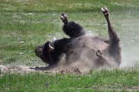 32-bison_rolling_in_the_dirt06