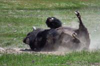 33-bison_rolling_in_the_dirt07