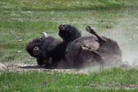 34-bison_rolling_in_the_dirt08