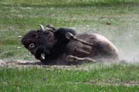 35-bison_rolling_in_the_dirt09