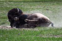 36-bison_rolling_in_the_dirt10