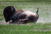 37-bison_rolling_in_the_dirt11