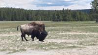 39-bison-Kenny's_picture