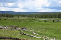 43-bison_herd_at_Ojo_Caliente