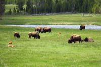 44-zoom_view_of_bison_herd