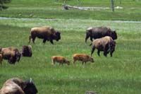 50-bison_herd_at_Ojo_Caliente