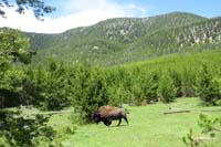 53-same_bison_and_pretty_terrain