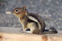 012-Golden_Mantled_Ground_Squirrel
