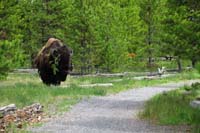 219-turned_a_corner_only_to_be_startled_by_a_bison_on_the_trail