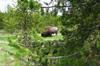 221-while_going_arond_in_woods,another_bison_appeared