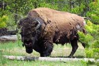 222-bison_was_watching_us_as_we_went_through_the_woods,all_is_good