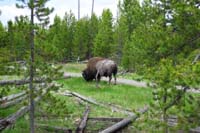 223-we_got_around_the_bisons,we_are_pretty_close,all_is_good,no_conflict