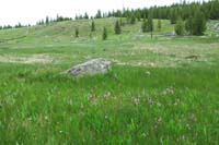 225-meadow_with_many_Dark-Throated_Shooting_Stars