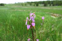226-Dark-Throated_Shooting_Star-primula_pauciflora