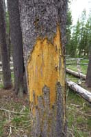 229-a_bear_has_been_scratching_at_this_tree