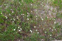 234-Field_Chickweed-cerastium_arvense