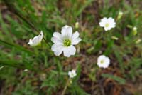 235-Field_Chickweed-cerastium_arvense
