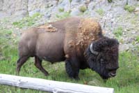 259-another_bison_on_the_side_of_the_road_as_we_drive_back_to_campsite