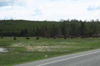 02-big_herd_of_bison_close_to_the_road