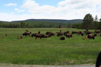 03-lots_of_adult_and_young_bison