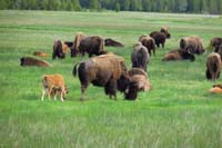 04-lots_of_adult_and_young_bison