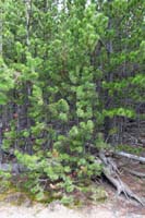 13-solitary_white_bark_pine_surrounded_by_lodgepole_pines