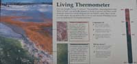 41-Interpretive_Sign-Living_Thermometer