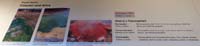 64-Interpretive_Sign-Geyser_Basins-Colorful_and_Alive