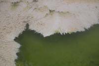 14-interesting_formation-filamentous_bacteria_linked_together