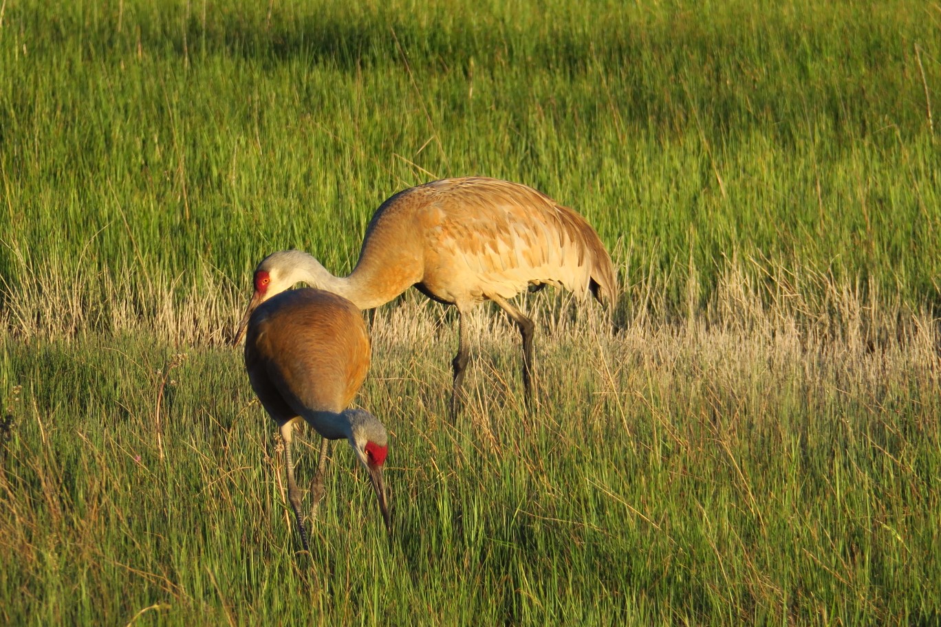 15-sandhill_cranes