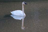 04-Trumpeter_Swan_and_reflection_on_Twin_Lakes