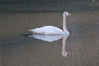 05-Trumpeter_Swan_and_reflection_on_Twin_Lakes