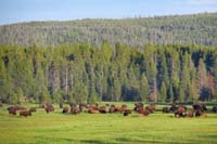 12-bison_in_meadow